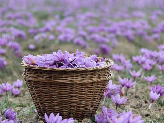 گل زعفران | شرکت صدف پک